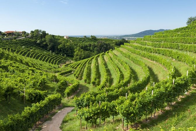 2 Guests Private Prosecco Road Tour All Inclusive from Conegliano - Conegliano Castle sets the scene