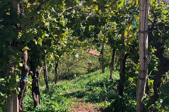 A Sparkling Day in the Prosecco Hills from Venice - What the Price Includes