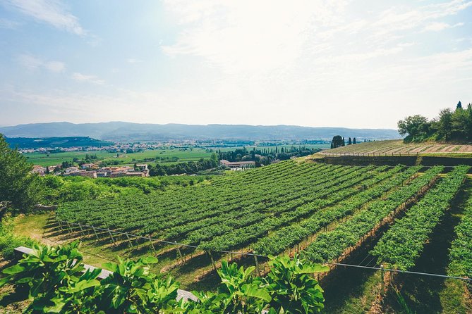 Amarone Wine-tasting Tour from Verona with Private Transportation - First stop: a family winery and its cellar