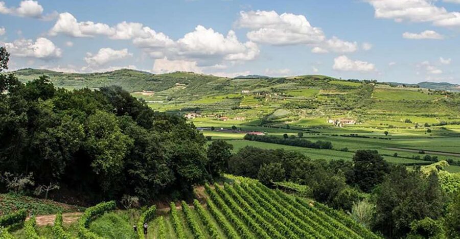 Amarone Wine Tasting Tour. Visit Verona. From Venice - Verona’s landmarks on a guided walk