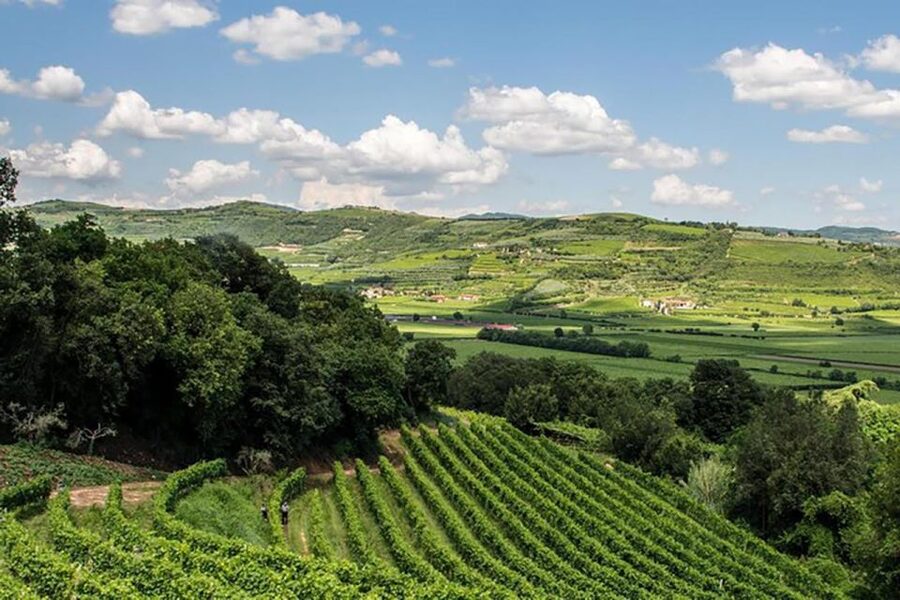 Amarone Wine Tasting Tour. Visit Verona. From Venice - Who should book this day trip?
