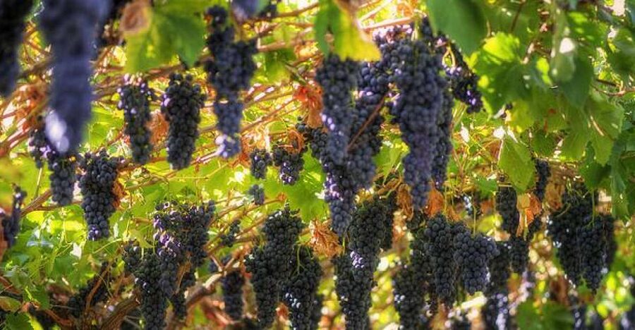 Amarone Wine Tour & Tasting from Venice, Padua or Verona - From the city to Valpolicella’s vine-covered hills