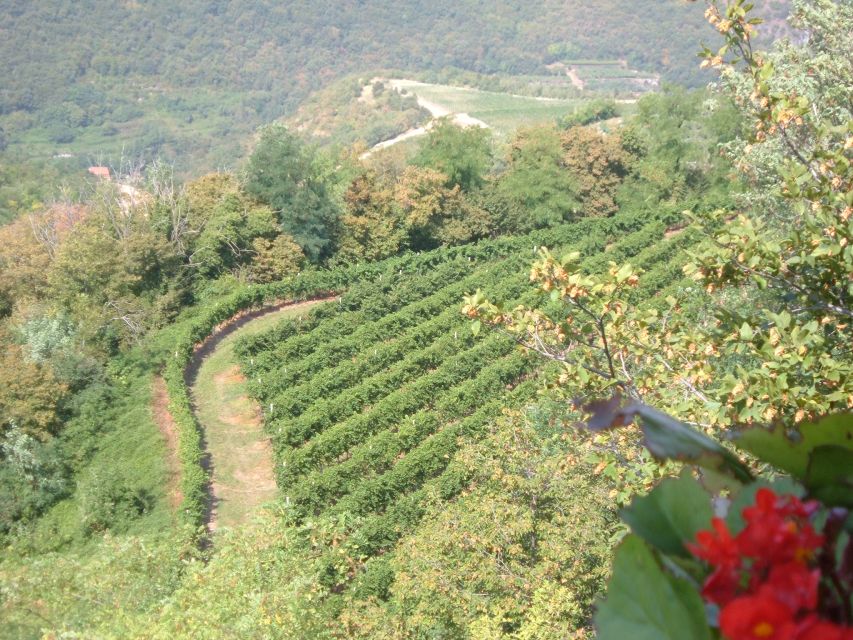 Amarone Wine Tour & Tasting from Venice, Padua or Verona - A trattoria lunch in the middle of the day
