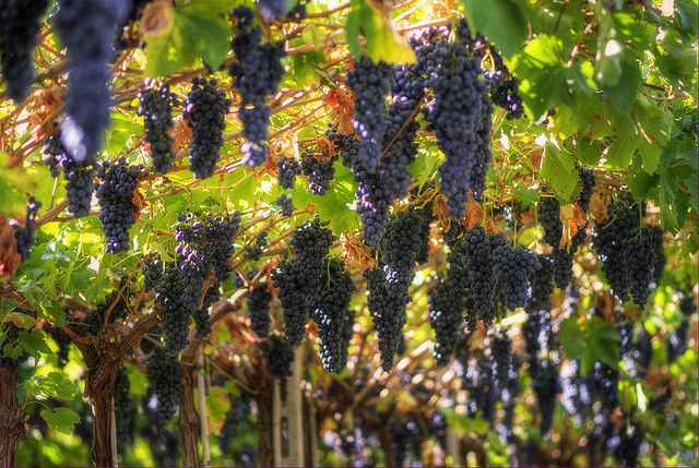 Amarone Wine Tour & Tasting from Venice, Padua or Verona - The first cantina: start with the wines and the place