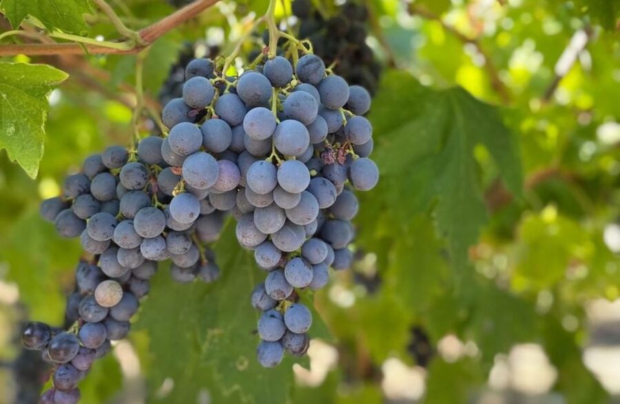 Boutique Winery Tour & Tasting in Valpolicella - FAQ