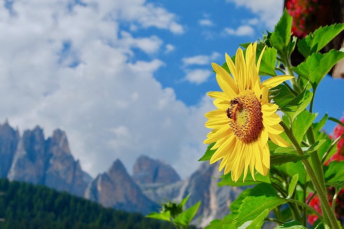 Cortina & Dolomites Small Group full Day tour from Venice - A full day in the mountains, starting in Venice