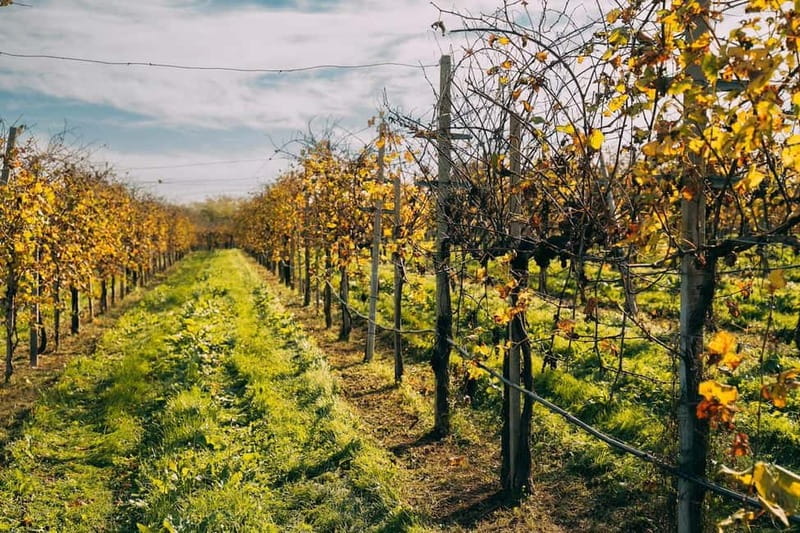 From Venice: Prosecco Hills and Wine Tasting Tour - The short transfer and a second winery