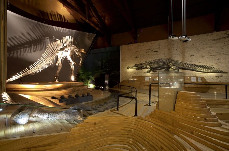 Venice: Natural History Museum Entry Ticket - A Fossil-Focused Museum in a Canal-Side Palazzo