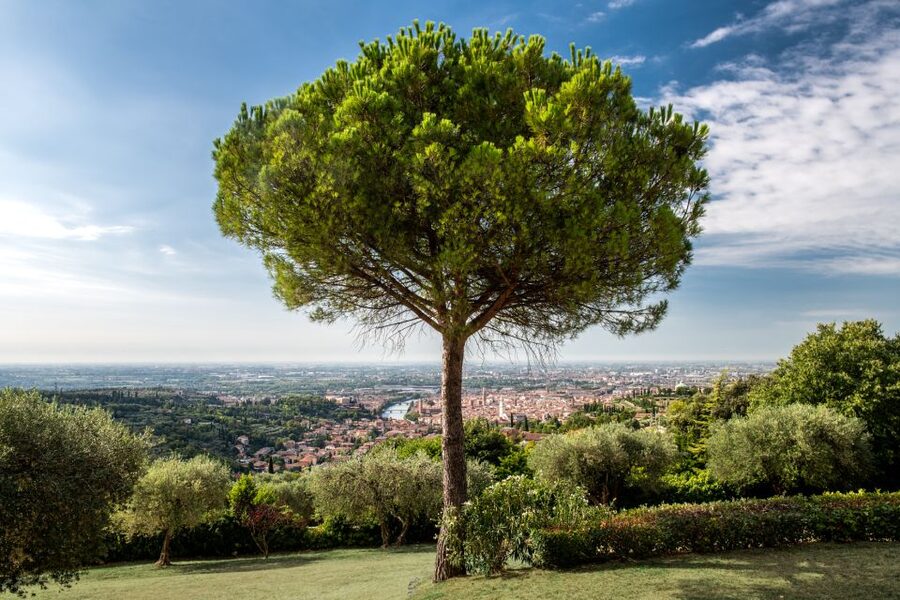 Verona: Wine Tasting with Snacks and Panoramic Views - Getting there without a last-minute scramble