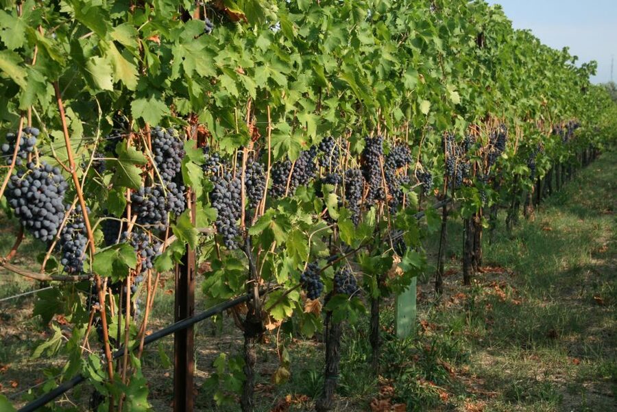 Verona: Wine Tasting with Snacks and Panoramic Views - Is it worth booking?